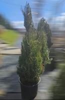 Ялівець китайський 'Спартан' - Juniperus chinensis 'Spartan'