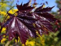 Клен звичайний 'Фассенс Блек' - Acer platanoides 'Faassen's Black'