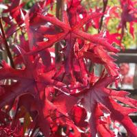 Ліквідамбар смолоносний "Стард" - Liquidambar styraciflua 'Stared