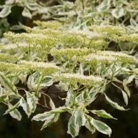 Дерен сумнівний "Варієгата" - Cornus controversa 'Variegata'