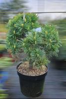Сосна веймутова "Мініма" - Pinus strobus "Minima"