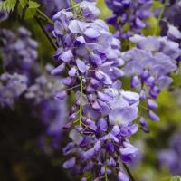Гліцинія китайська - Wisteria sinensis