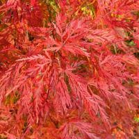 Клен японський "Емеральд Лейс" - Acer palmatum 'Emerald Lace
