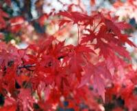 Клен Фрімана "Армстронг" - Acer freemanii 'Armstrong'