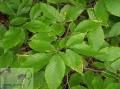 Fagus - Бук