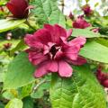 Calycanthus-Калікант