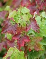 Клен червоний 'Октовбер Глорі' - Acer rubrum 'October Glory'