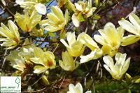 Магнолія 'Елізабет' - Magnolia 'Elizabeth'