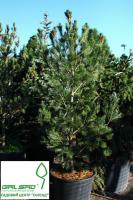 Сосна румелійська - Pinus peuce