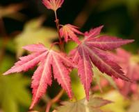 Клен японський - Acer palmatum