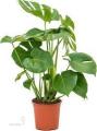 Монстера - Monstera
