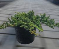 Ялівець лежачий 'Нана' - Juniperus procumbens 'Nana'