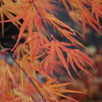 Клен японський 'Сколопендріфоліум' -Acer palmatum 'Scolopendrifolium' 