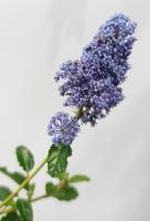 Ceanothus thyrsiflorus 'Repens' - Цеанотус