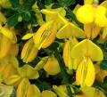 Cytisus - Рокитник