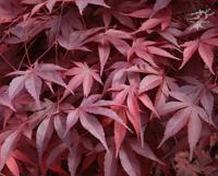Клен японський 'Файєр Глоу' - Acer palmatum 'Fire Glow'