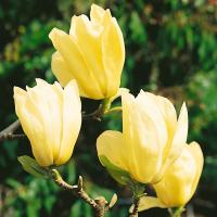 Магнолія 'Єлоу Рівер' - Magnolia 'Yellow River'