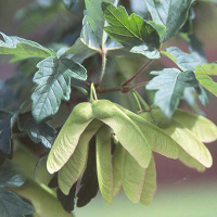 Клен сірий - Acer griseum