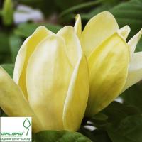 Магнолія 'Єлоу Лантерн' - Magnolia 'Yellow Lantern'