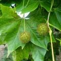 Platanus - Платан