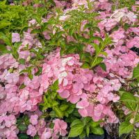  Гортензія "Френч Болеро" - Hydrangea "French Bolero"