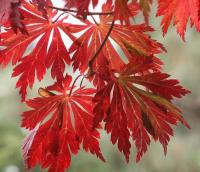 Клен японський 'Аконітіфоліум' - Acer japonicum 'Aconitifolium'