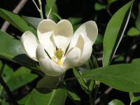 Магнолія віргінська - Magnolia virginiana