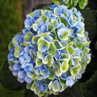 Гортензія крупнолиста 'Революшн' - Hydrangea macrophylla 'Revolution'