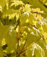 Клен гостролистий "Принцетон Голд" - Acer platanoides 'Princeton Gold'