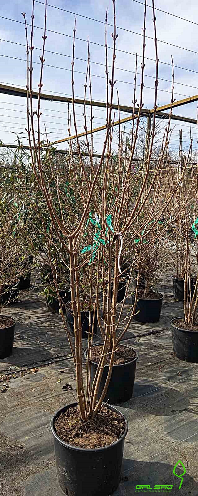 Калина складчата " Тененсі" - Viburnum plicatum 'Tennessee