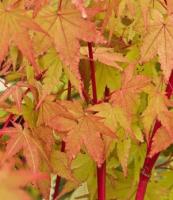 Клен японський "Мікрофілюм" - Acer jap. Microphyllum