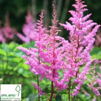 Астільба 'Брессінгем Бьюті' - Astilbe 'Bressingham Beauty'