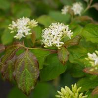 Дерен криваво-червоний "Мідвінтер Фаєр" - Cornus sanguinea 'Midwinter Fire