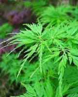 Клен японський 'Сейрю' - Acer palmatum 'Seiryu'
