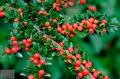Cotoneaster - Кизильник