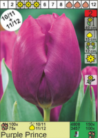 Тюльпан 'Purple Prince'