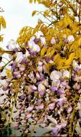 Гліцинія 'Голден Драгон' - Wisteria 'Golden Dragon'