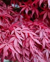 Клен японський 'Артропурпуреум' - Acer palmatum 'Artropurpureum'