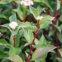 Дерен білий "Сібіріка" - Cornus alba 'Sibirica'