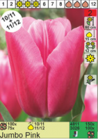 Тюльпан 'Jumbo Pink'