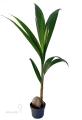 Кокосова пальма - Cocos nucifera