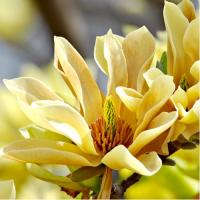 Магнолія 'Батерфляй' - Magnolia 'Butterflies'