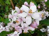 Дейція гібридна "Монт Роус" - Deutzia hybrida 'Mont Rose'