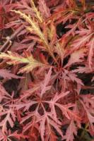 Клен японський "Оранджеолла" - Acer palmatum 'Orangeola' 