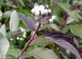 Cornus - Дерен