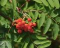 Sorbus - Горобина