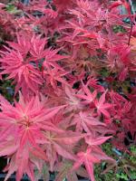 Клен японський "Деш'ю" -Acer palmatum 'Deshojo"