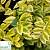 Бирючина овальнолиста 'Ауерум' - Ligustrum ovalifolium 'Aureum'