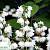 Дейція чудова - Deutzia magnifica