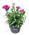 Гвоздика - Dianthus